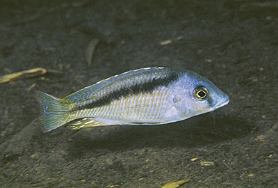Mylochromis melanotaenia 'Makonde'